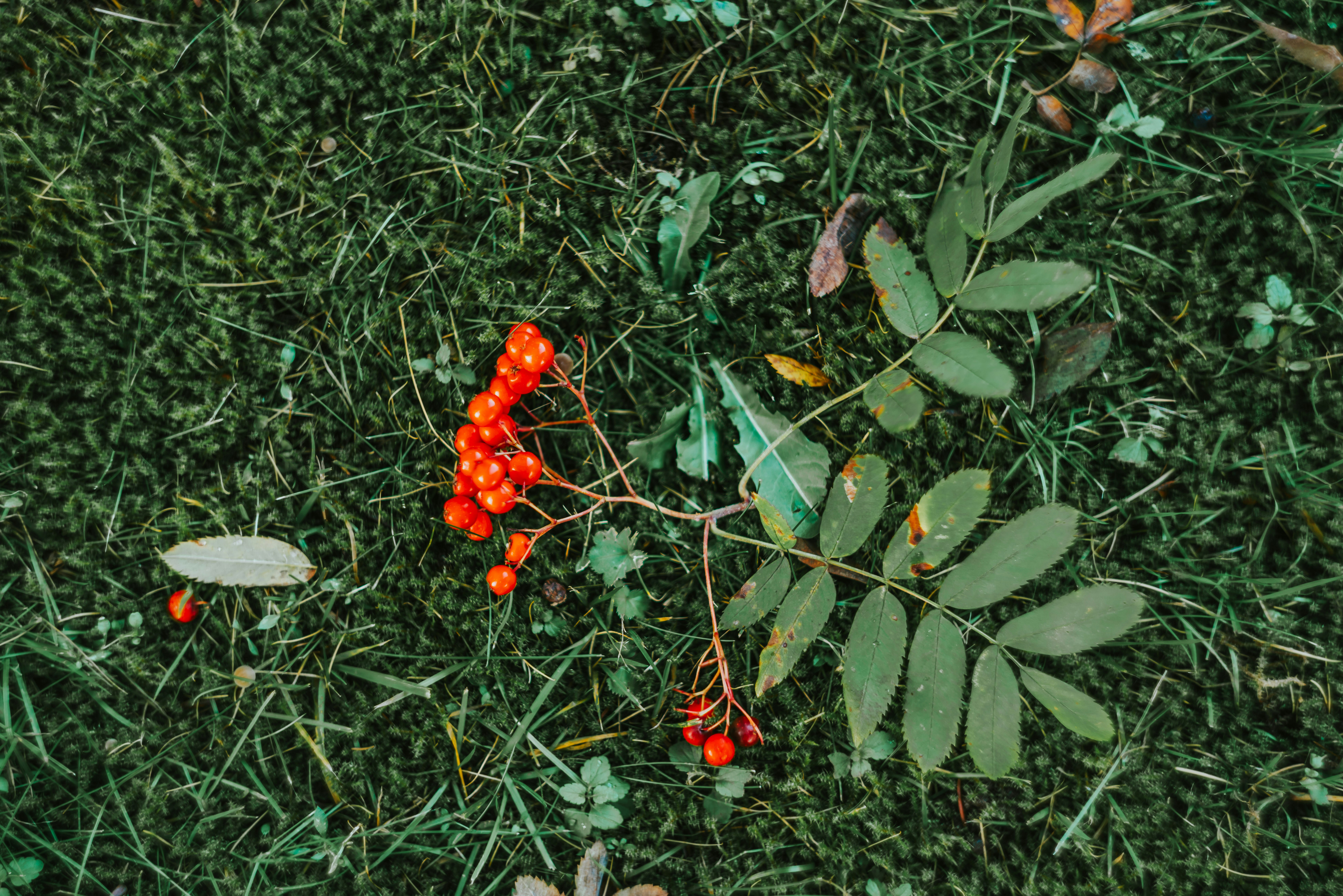 Photo by oskark