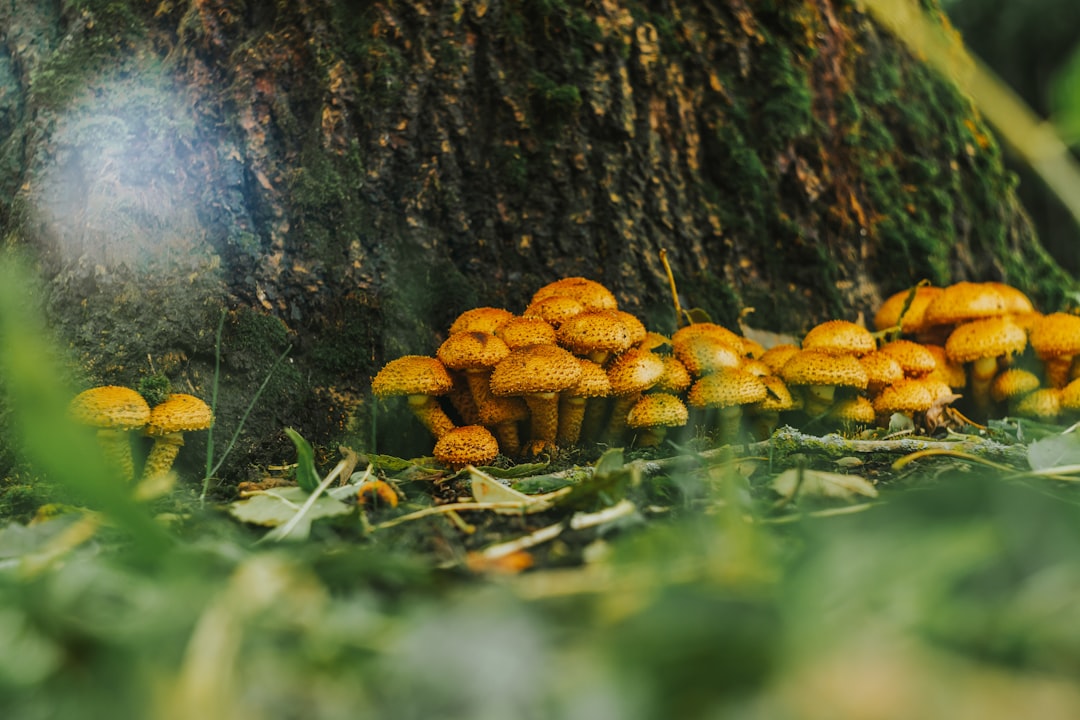 cluster of mushrooms by tree trunk