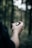 A person holds a compass in their hand against a blurred background of a forest, indicating a setting of exploration or navigation.