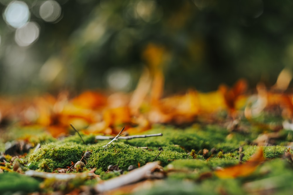 selective focus photography of moss on ground