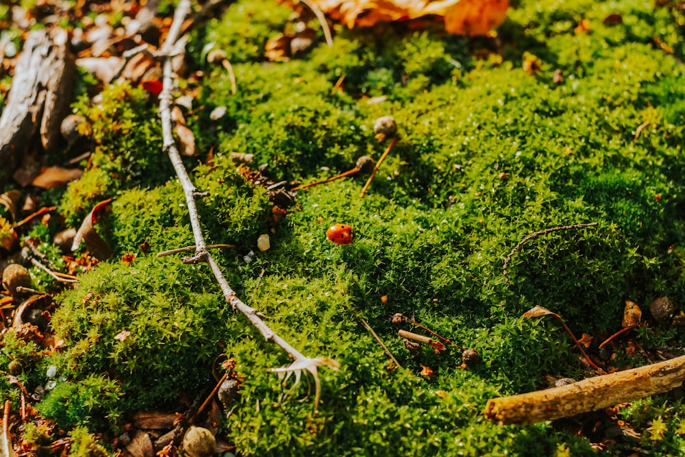 green moss during daytime