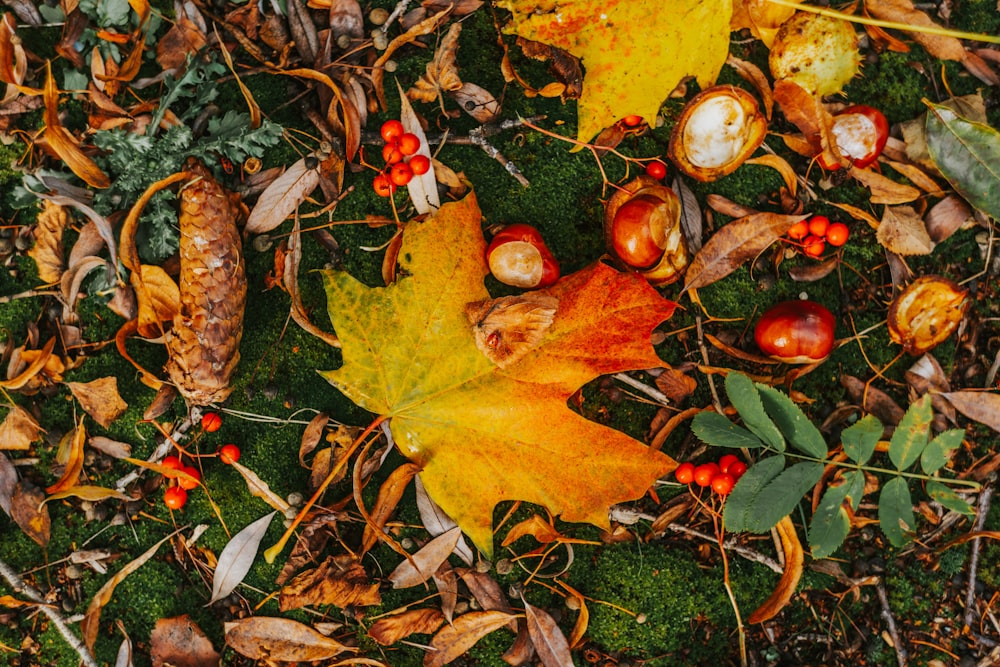 yellow and red leaves