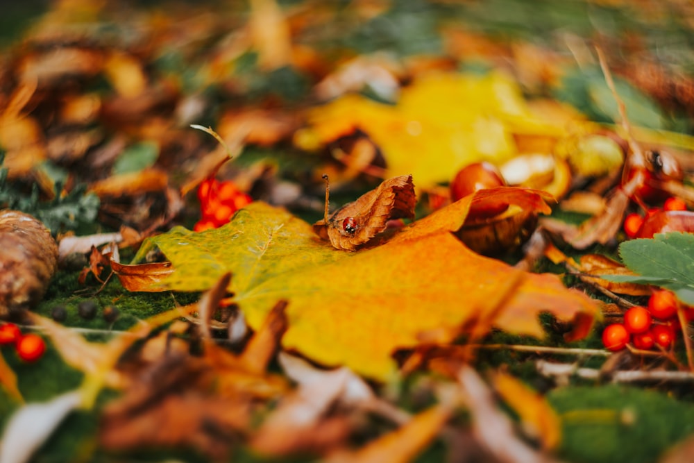 yellow and green leaves