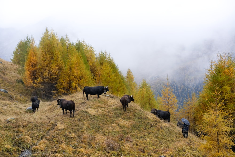 black 4-legged animal on cliff near trees