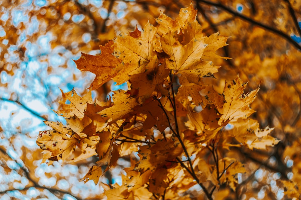 selective focus photography of brown trees