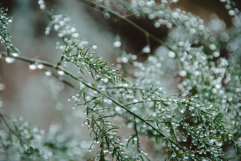 green leafed plant