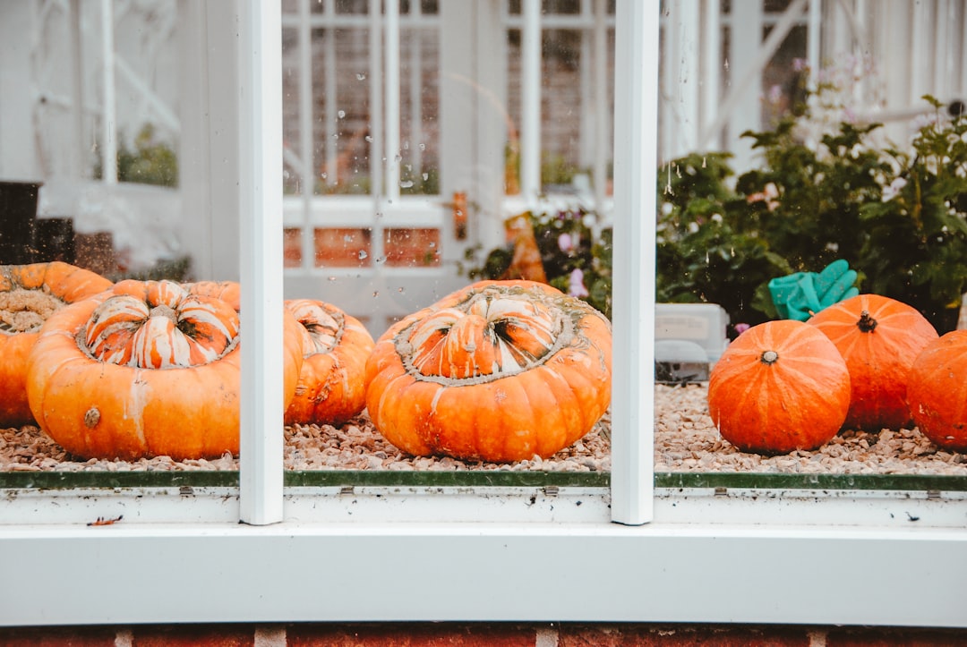 orange pumpkins