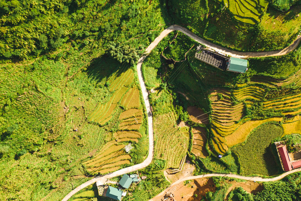Green rice fields in the countryside on a clear day