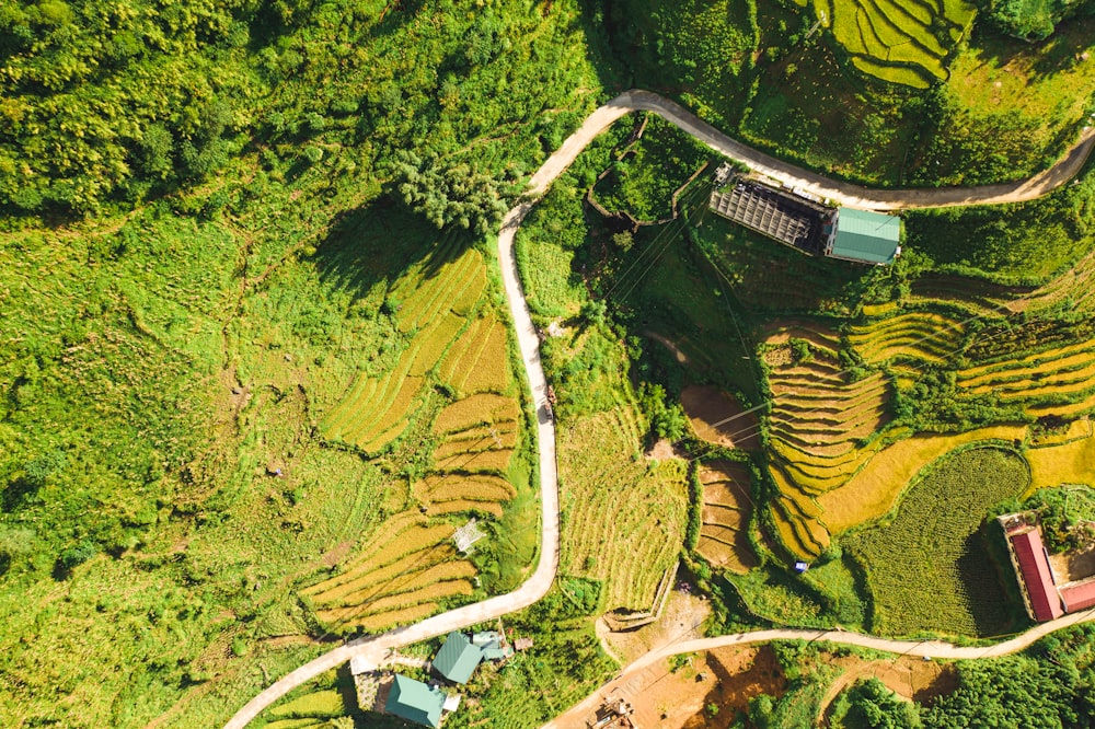 green rice field during daytime