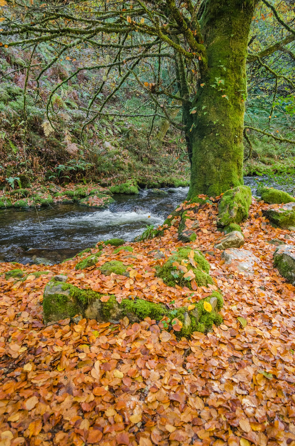 river between trees at daytime