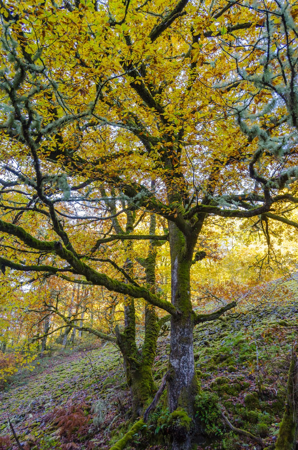 alberi verdi durante il giorno