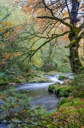 green trees beside calm body of water