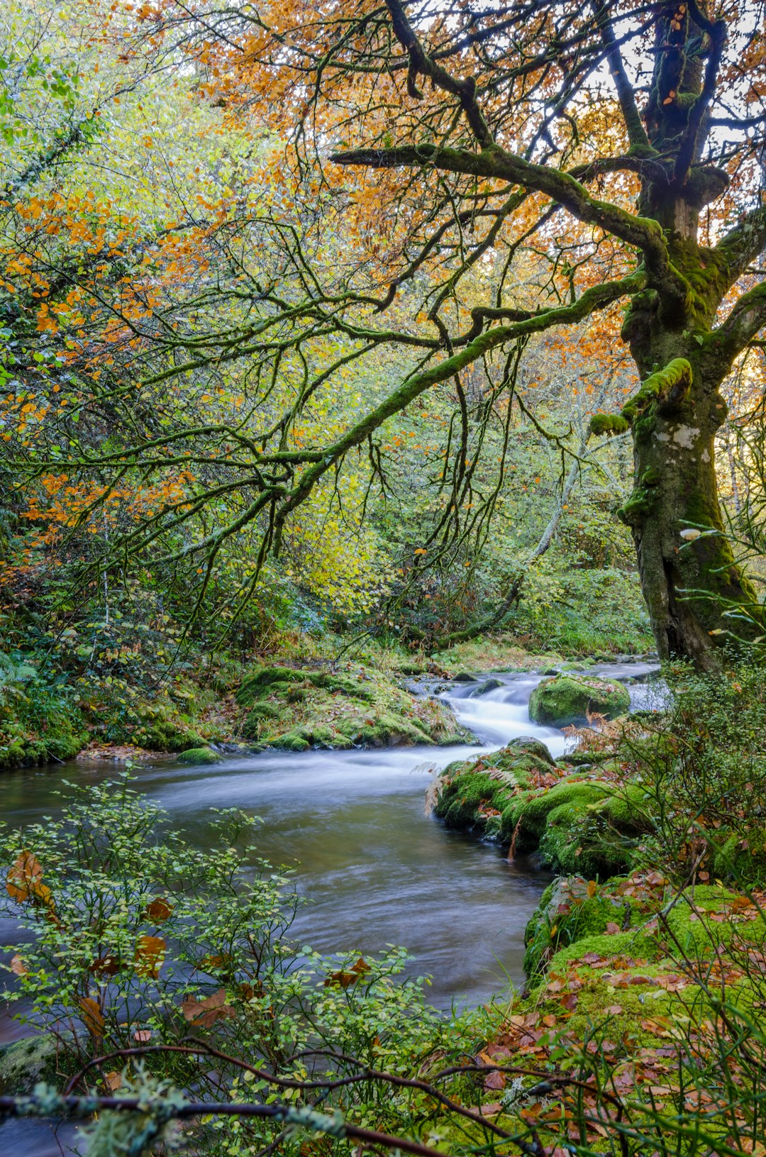 green trees beside calm body of water