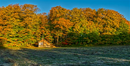 brown-leafed trees during daytime in Québec Canada