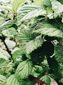 A close-up of vibrant green leaves with droplets of water, showcasing healthy plant care.
