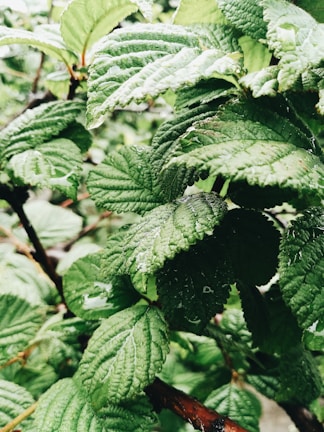 A close-up of vibrant green leaves with droplets of water, showcasing healthy plant care.