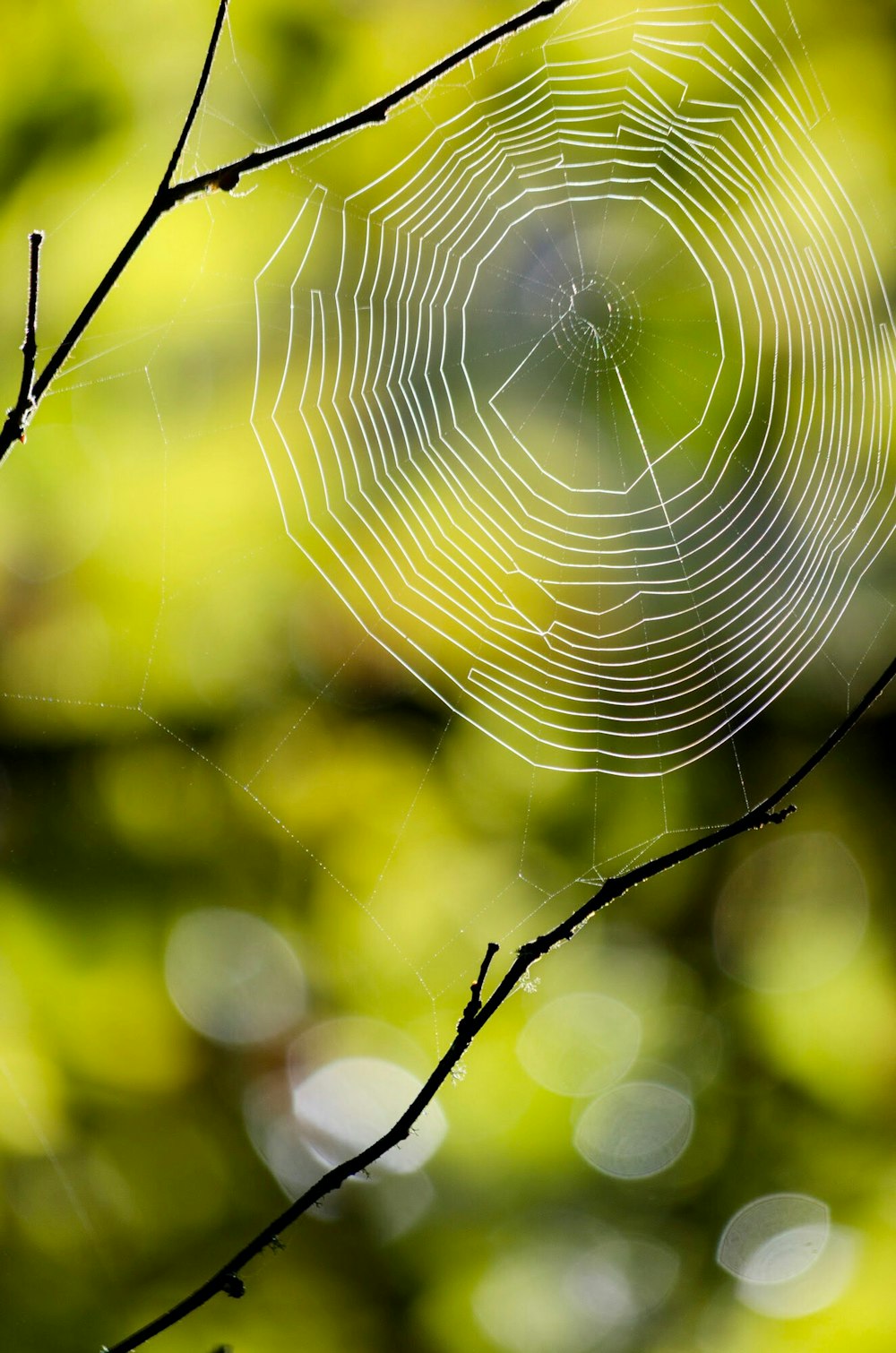 white spider web during daytime