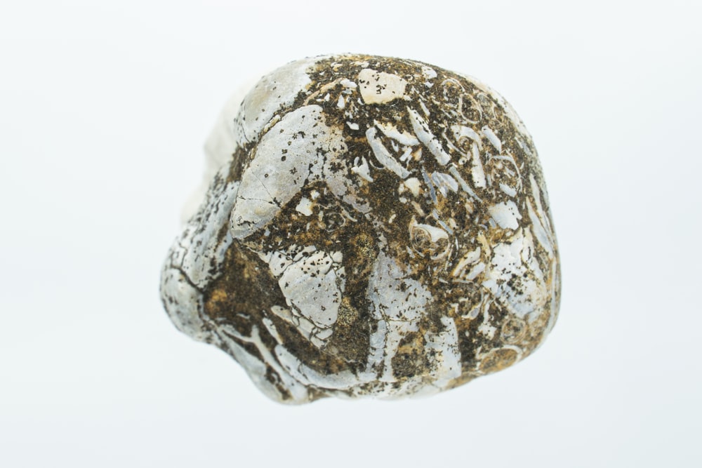 a close up of a rock on a white background