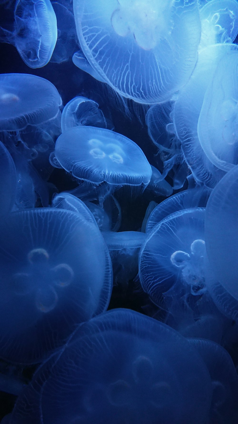 underwater photography of jellyfish