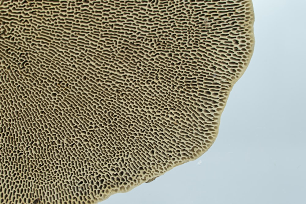 a close up of a piece of coral on a white background