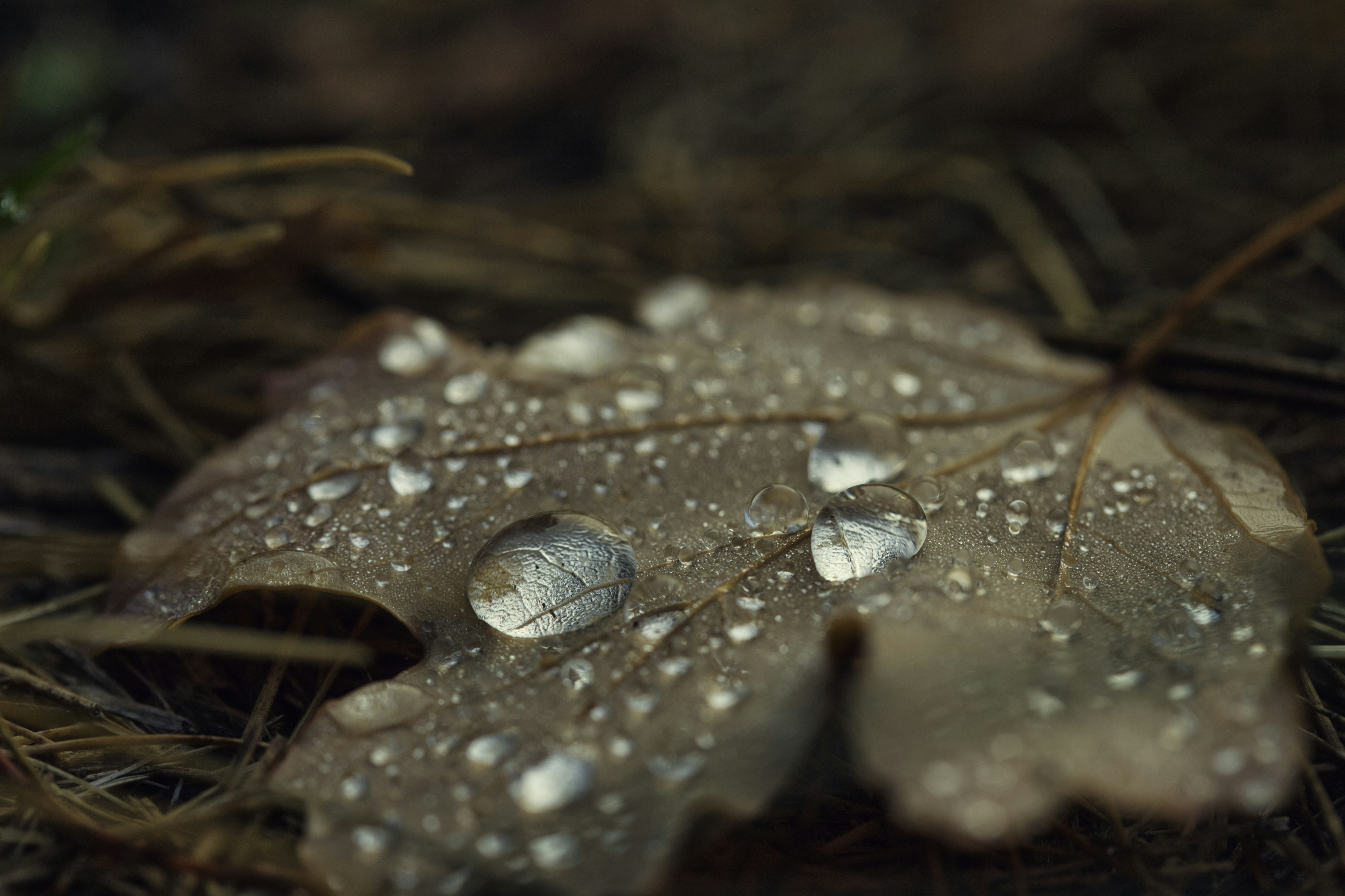 Photo by nikolayh