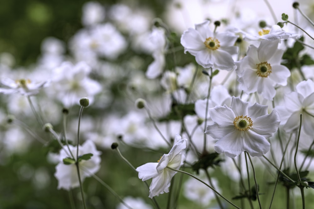 白い花のセレクティブフォーカス撮影