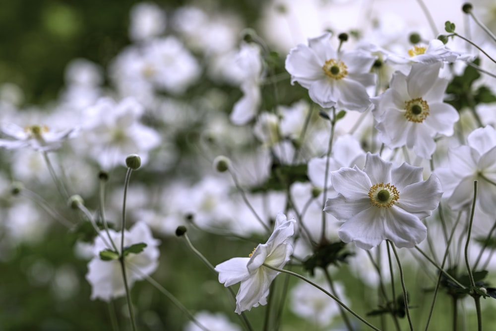 Photographie sélective de fleurs blanches