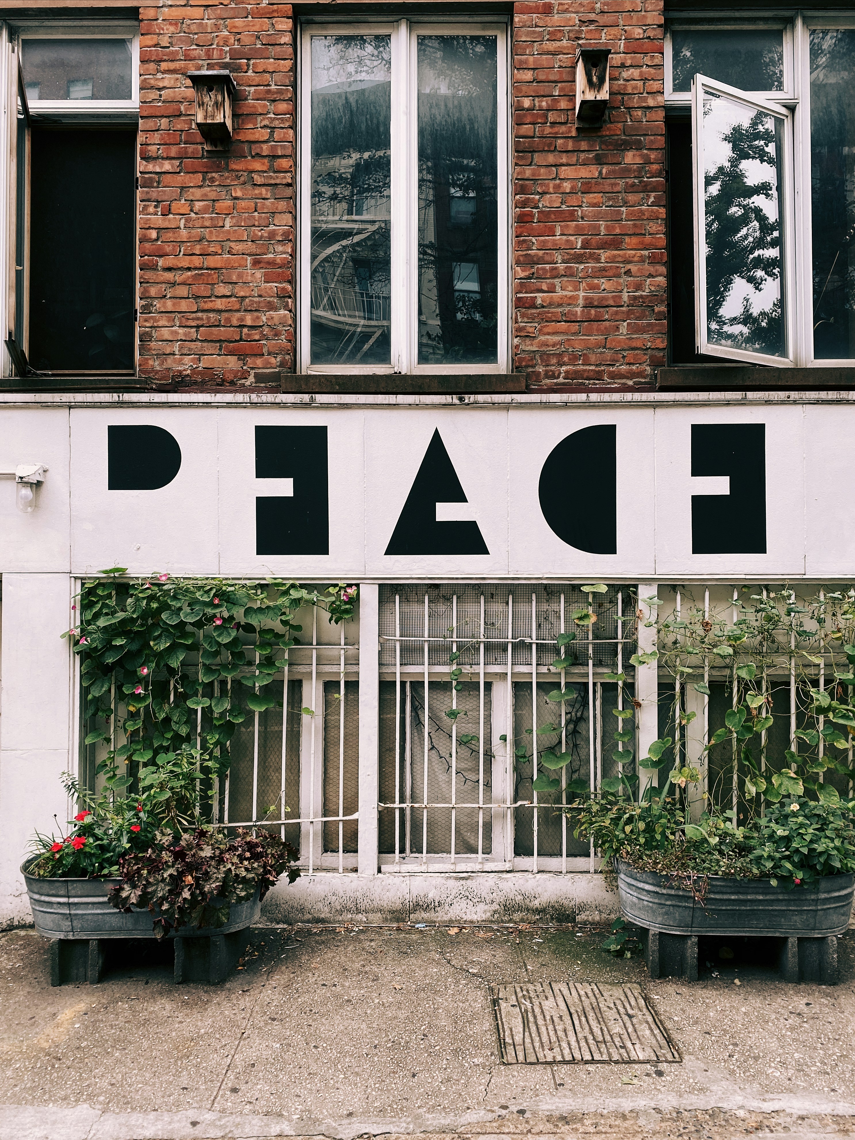 Pflanzen in der Nähe des Fensters