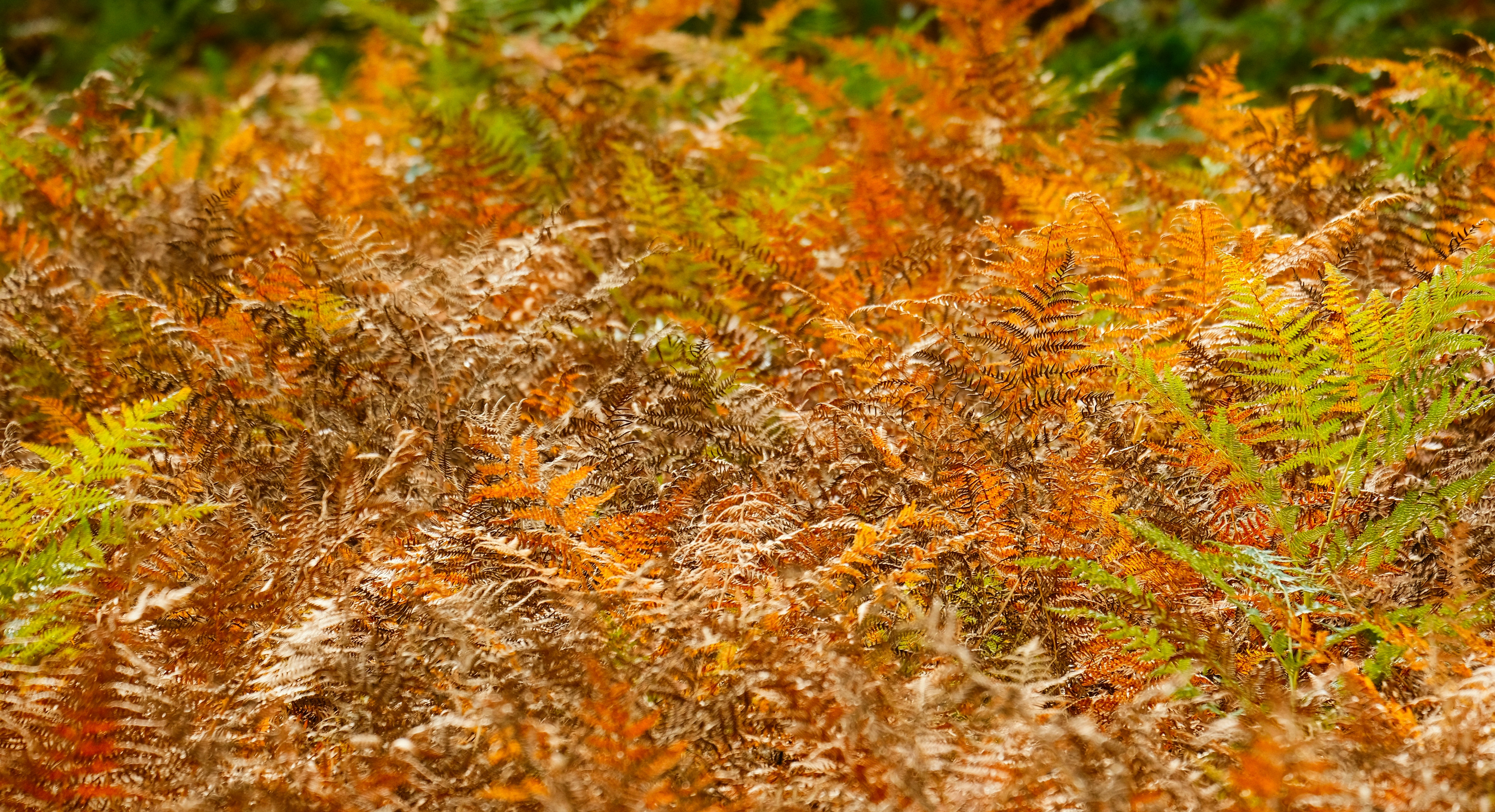 Photo by grievek1610begur