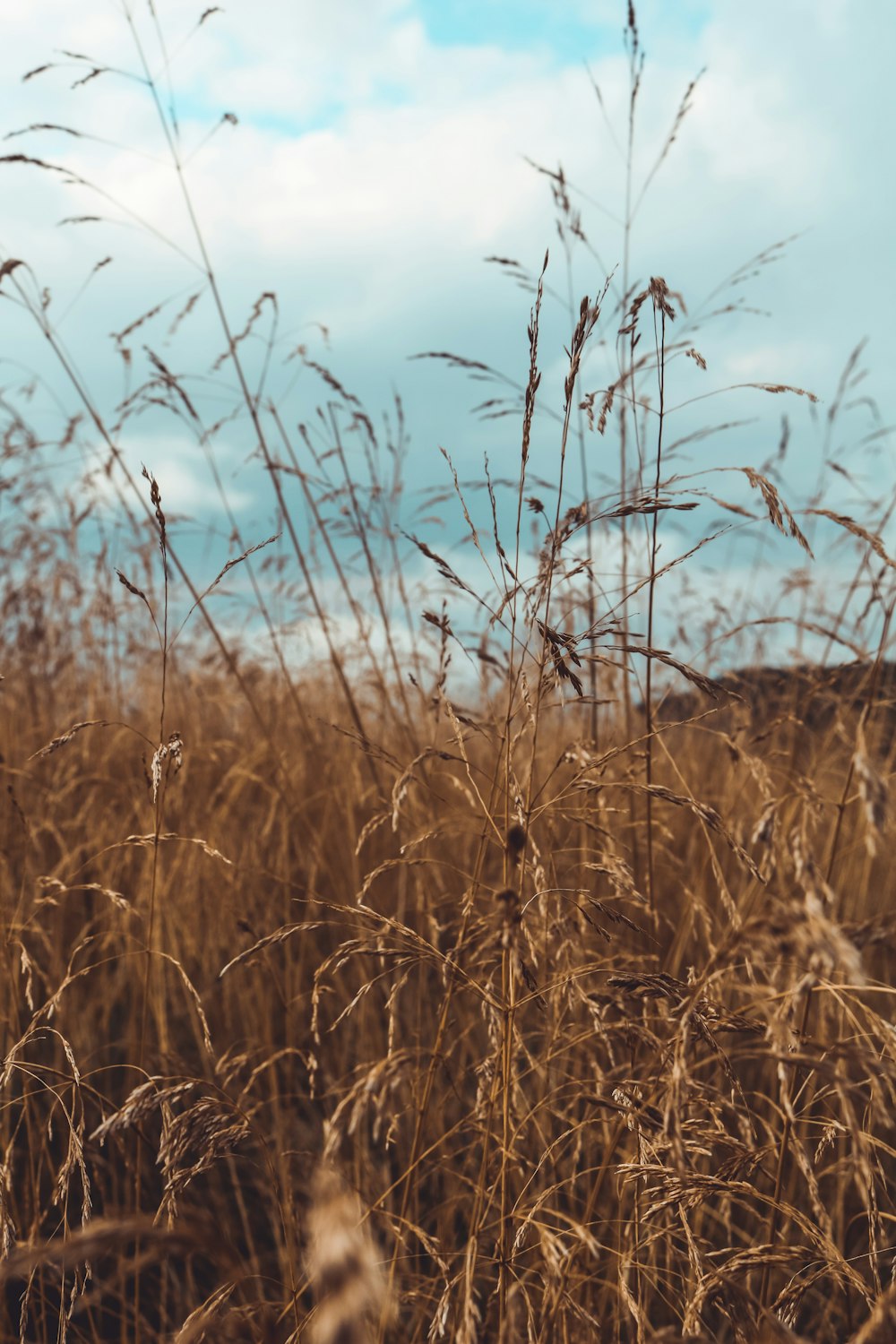 brown plants during daytime