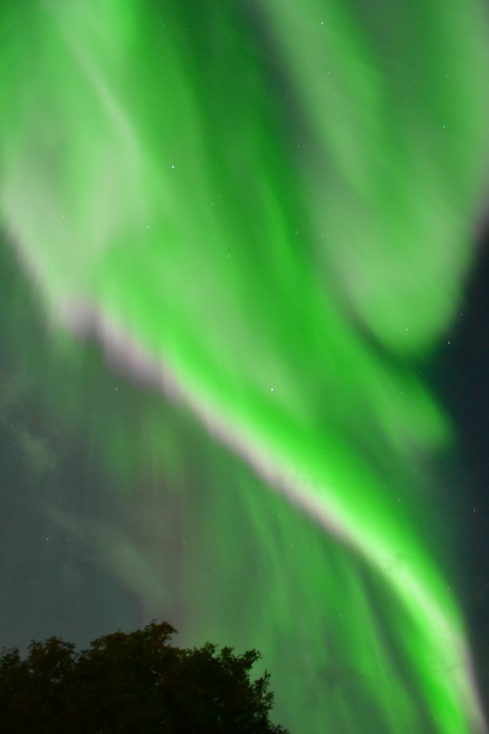 green tree during night