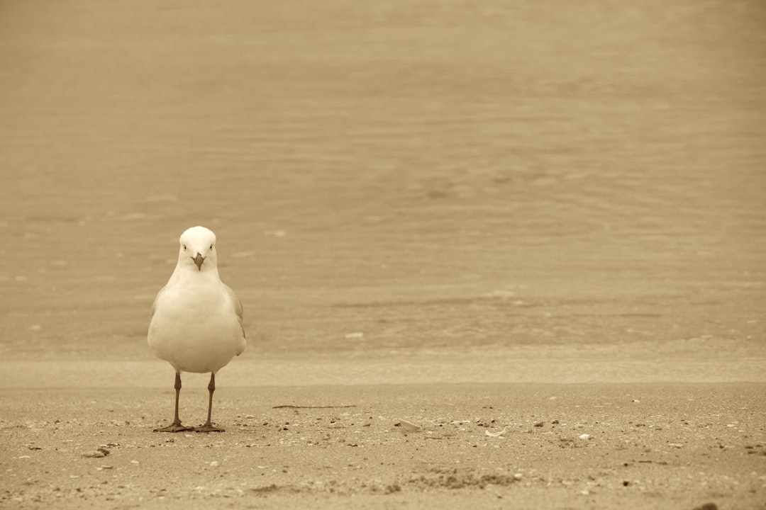 white bird on focus photography