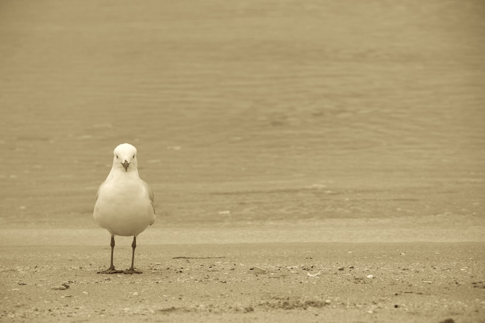 white bird on focus photography