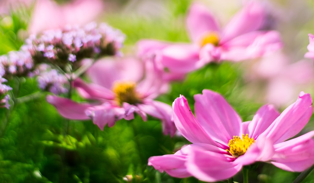 close up photography of pink flower