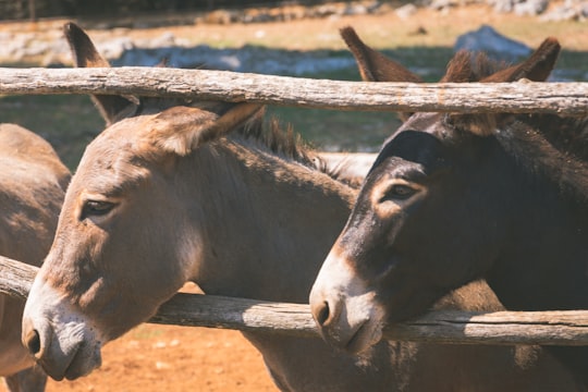 several donkeys behind wooden fence in Brijuni Croatia