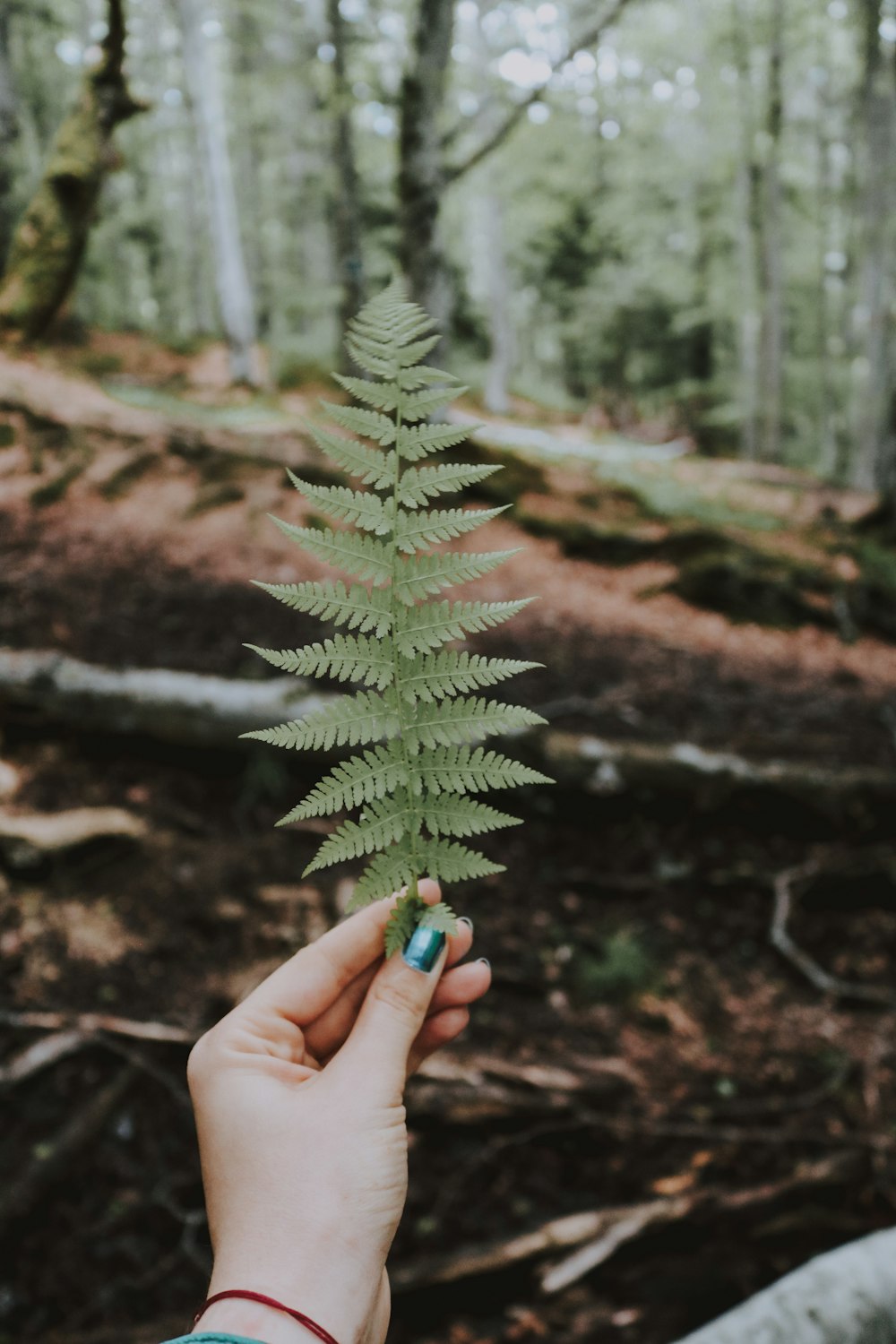 fern leaves