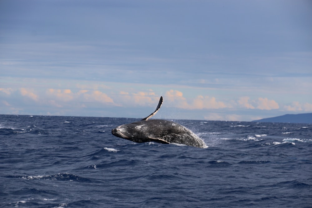 baleine dans la mer