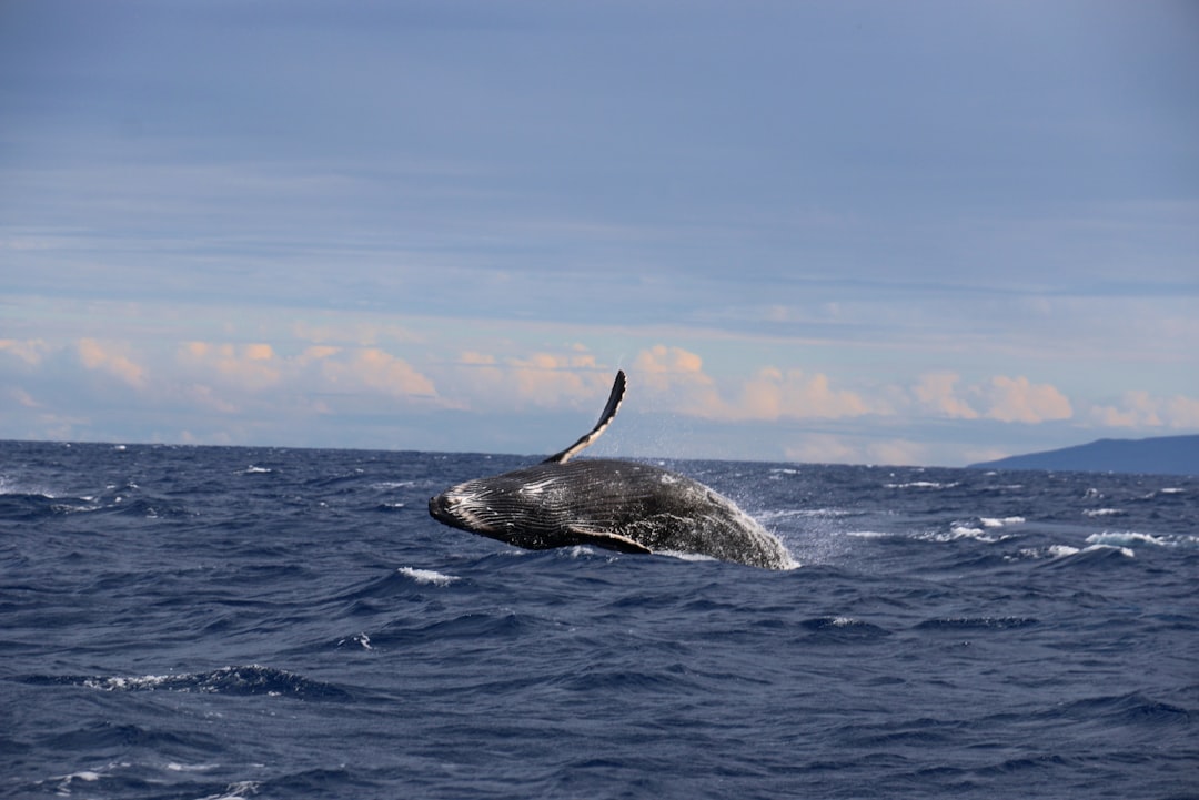 Whale Breaching Hawaii