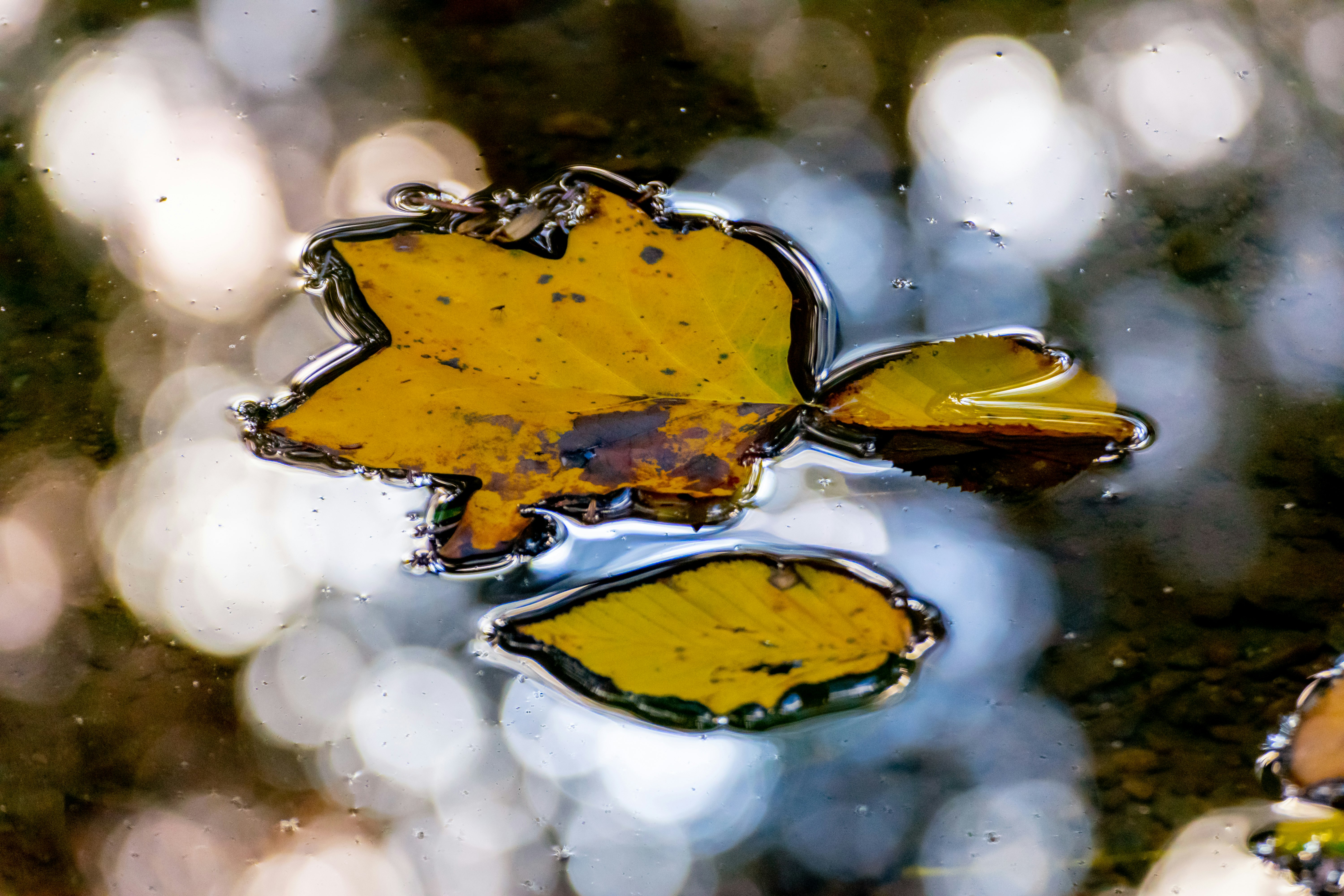 yellow maple leaf on water
