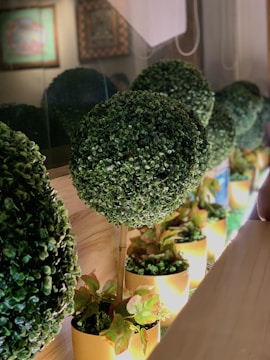 A row of spherical topiary plants are neatly arranged in yellow pots, placed on a wooden surface. The background includes framed artwork on the wall. The artificial lighting casts a warm glow, enhancing the greenery and the yellow of the pots.