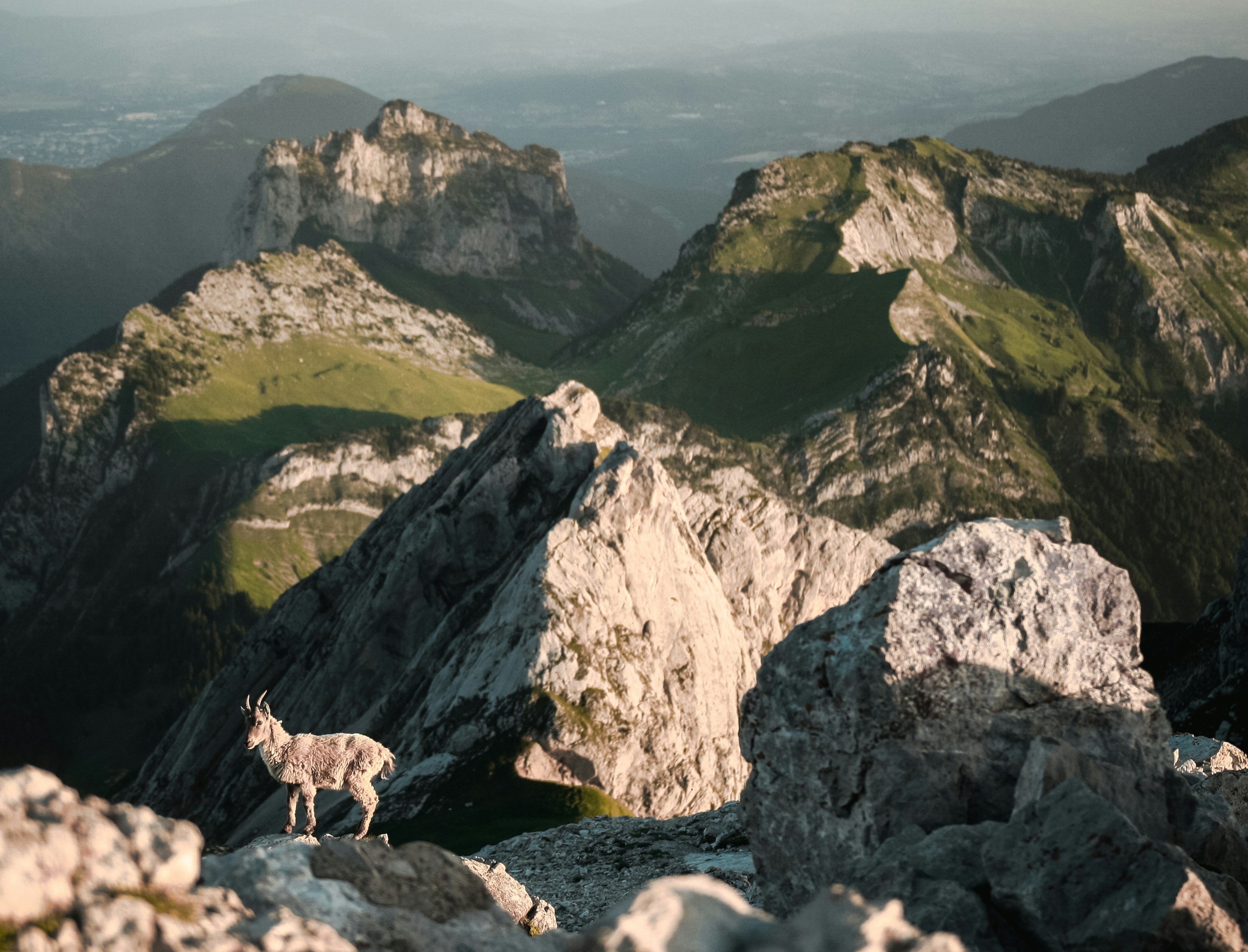 Deer on rock mountain photo – Free Animal Image on Unsplash
