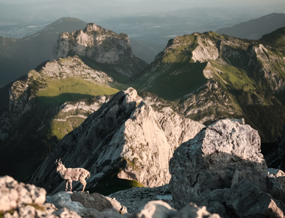 deer on rock mountain