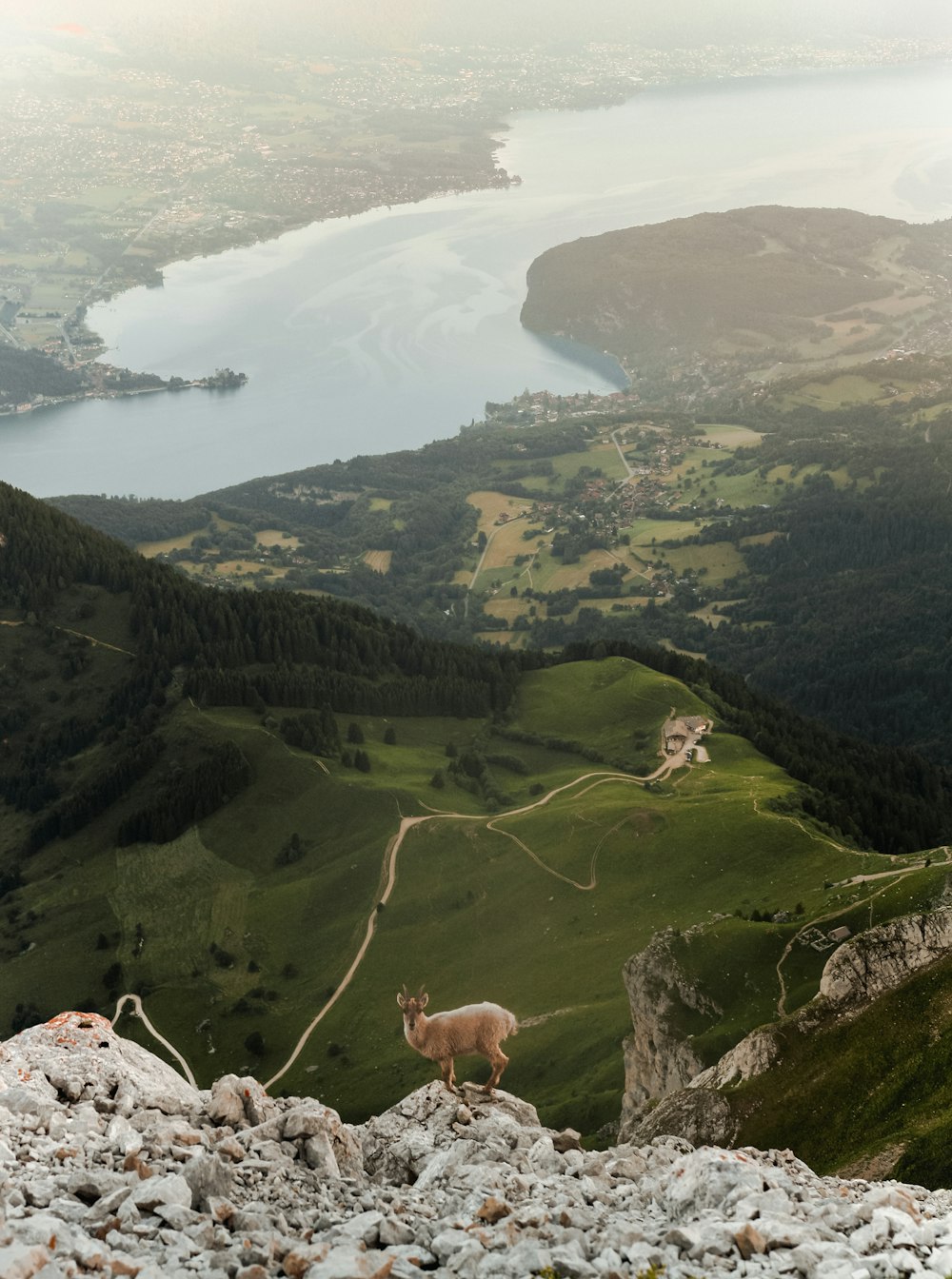 animal on rocky cliff with view of river and plaid fields