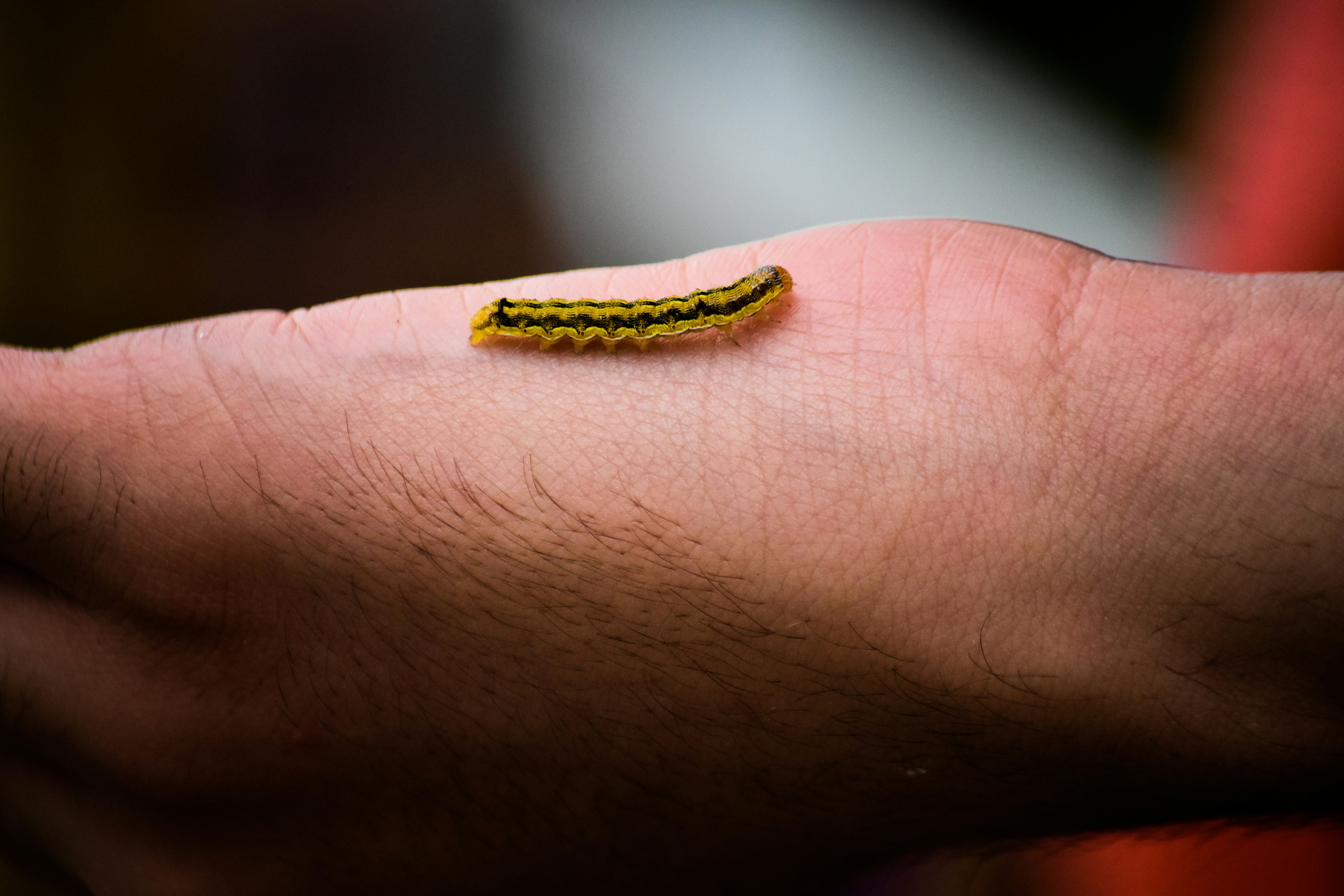 Yellow and black caterpillar photo Free Black Image on Unsplash