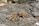 A crab with a textured carapace and multiple legs is perched on a rough, rocky surface. The crab is brownish with hints of yellow and appears well-camouflaged against the grey and speckled background of the rocks.