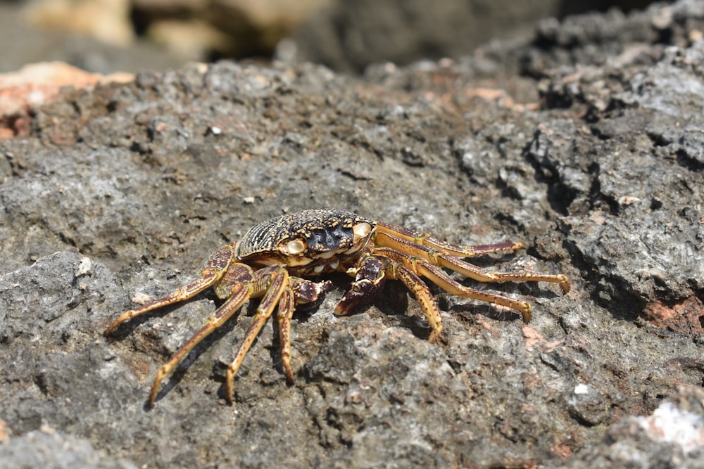 a crab crawling on a rock in the sun