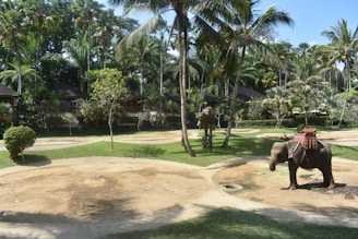 An elephant with a decorative cloth draped over its back stands in a landscaped area surrounded by palm trees and greenery. The setting includes a series of circular sandy patches and a backdrop of tropical vegetation, suggesting a resort or park environment.