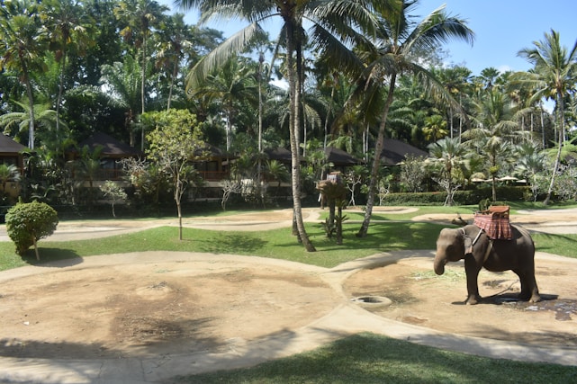 An elephant with a decorative cloth draped over its back stands in a landscaped area surrounded by palm trees and greenery. The setting includes a series of circular sandy patches and a backdrop of tropical vegetation, suggesting a resort or park environment.