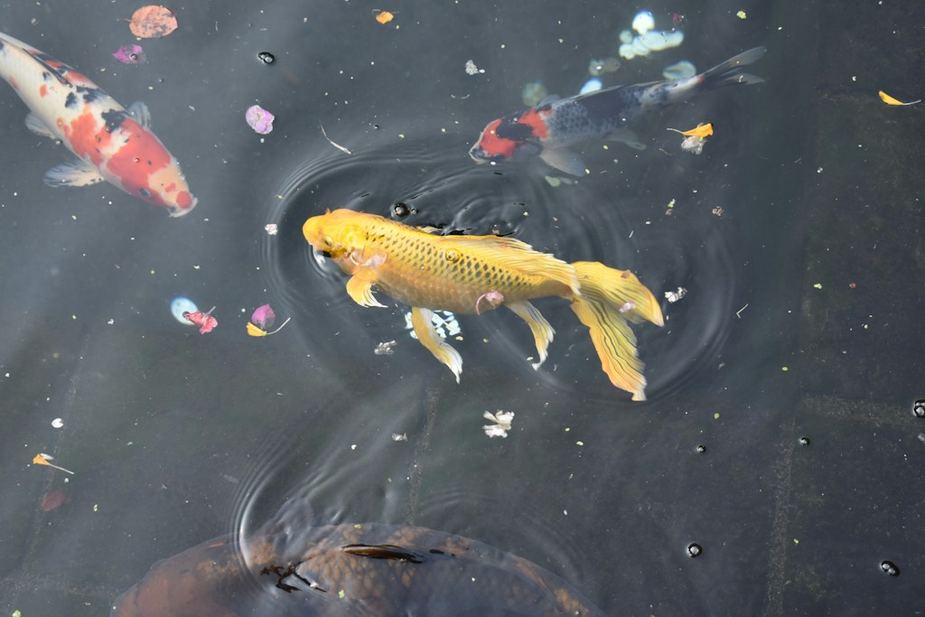 Koi Juara Emas