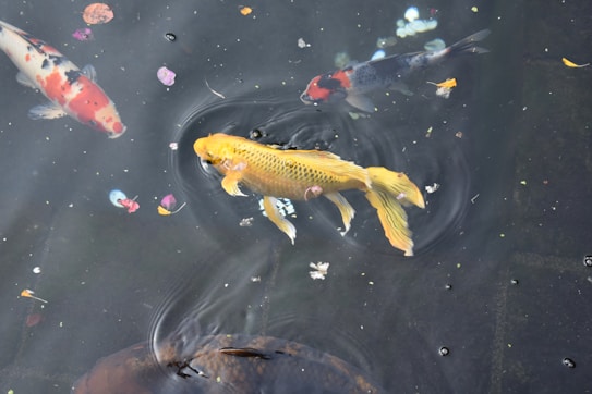 Colorful koi fish swim gracefully in a pond with several floating flower petals and leaves scattered across the water's surface.
